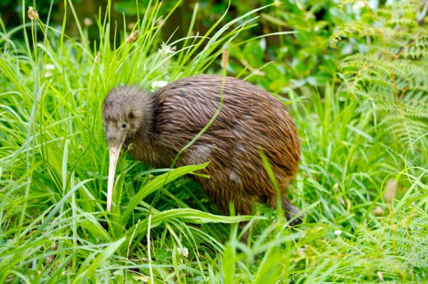 kiwi bird