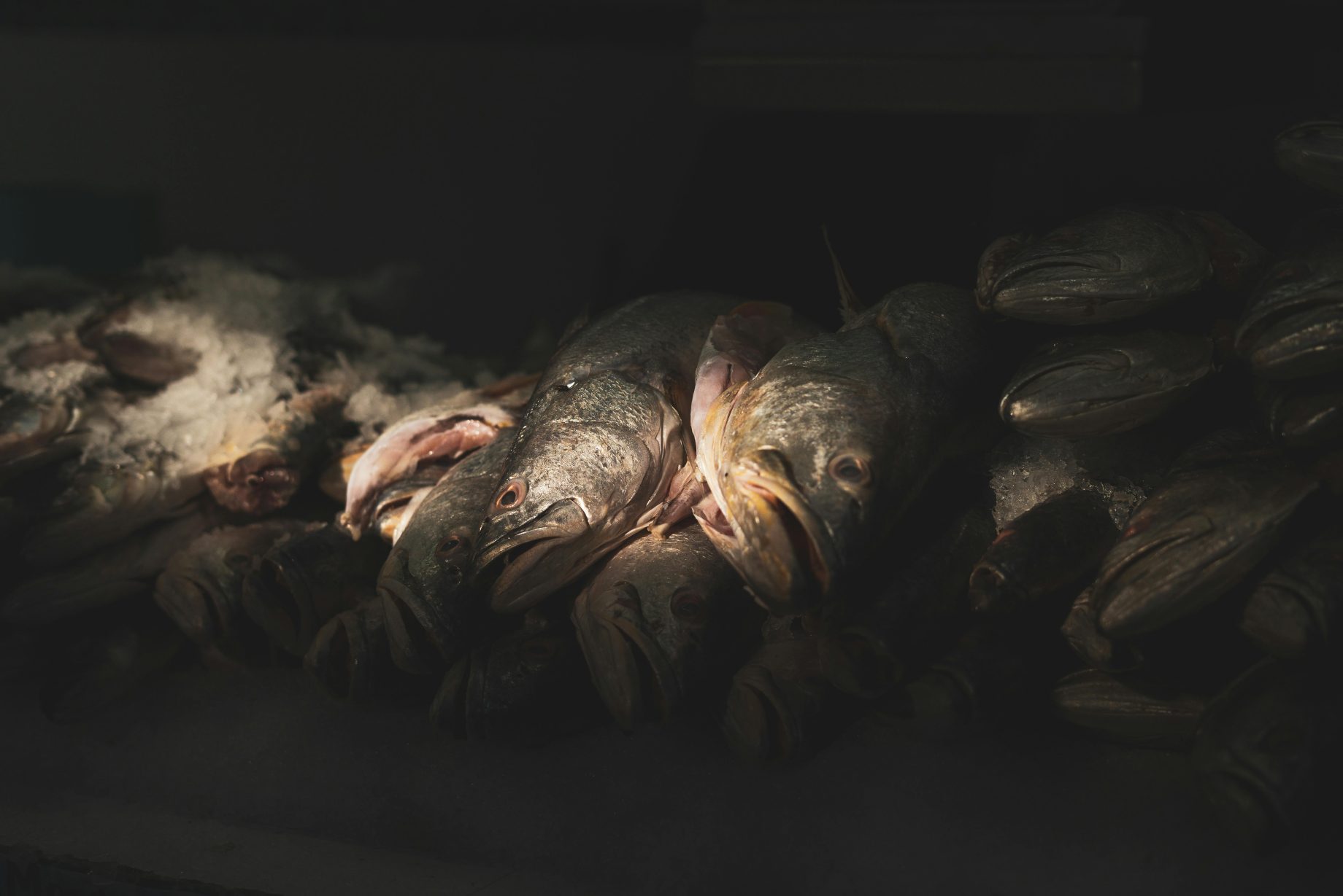 shane jones dismisses calls for aquaculture welfare code