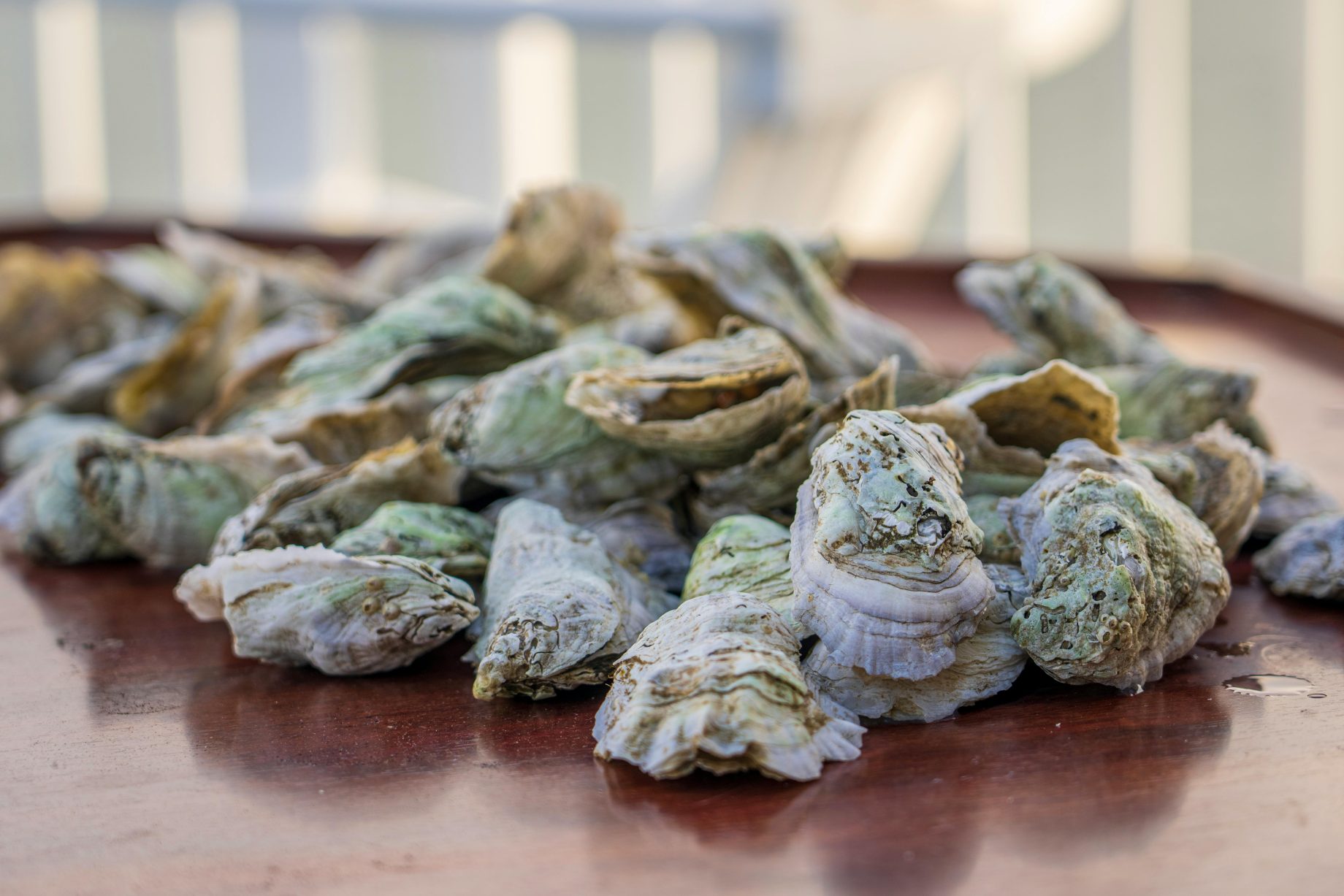 oyster farms call for government support amid watercare sewage disputes