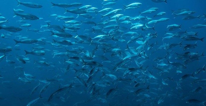 fishes