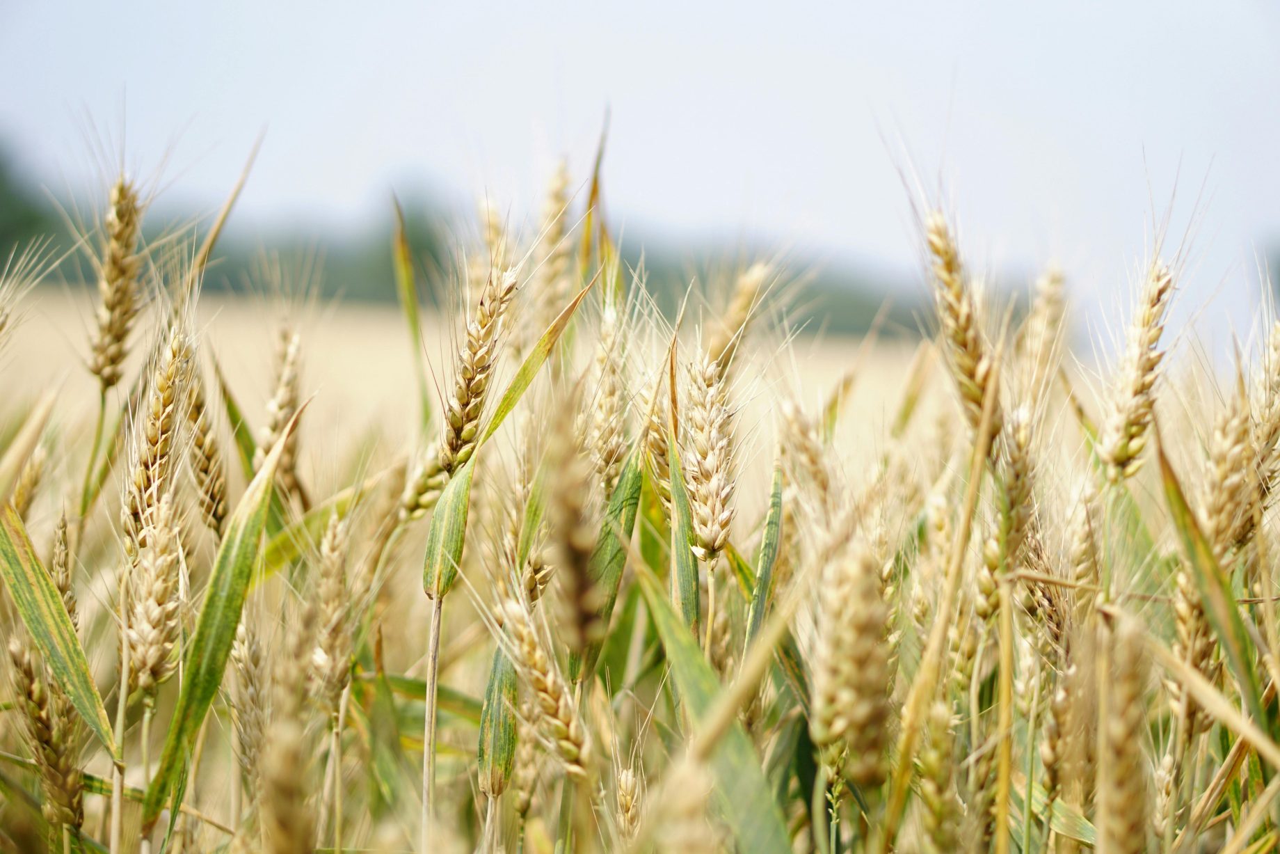 grain