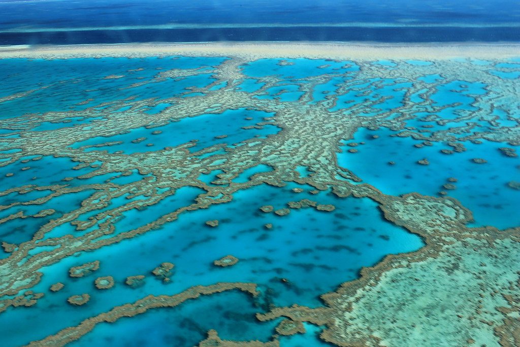 study warns of rapid coral loss on great barrier reef