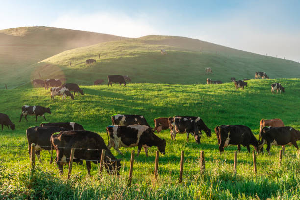 greenpeace flags unresolved mess for new leader