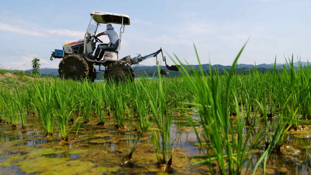 iran war disrupts fertiliser flows, risks food price spikes