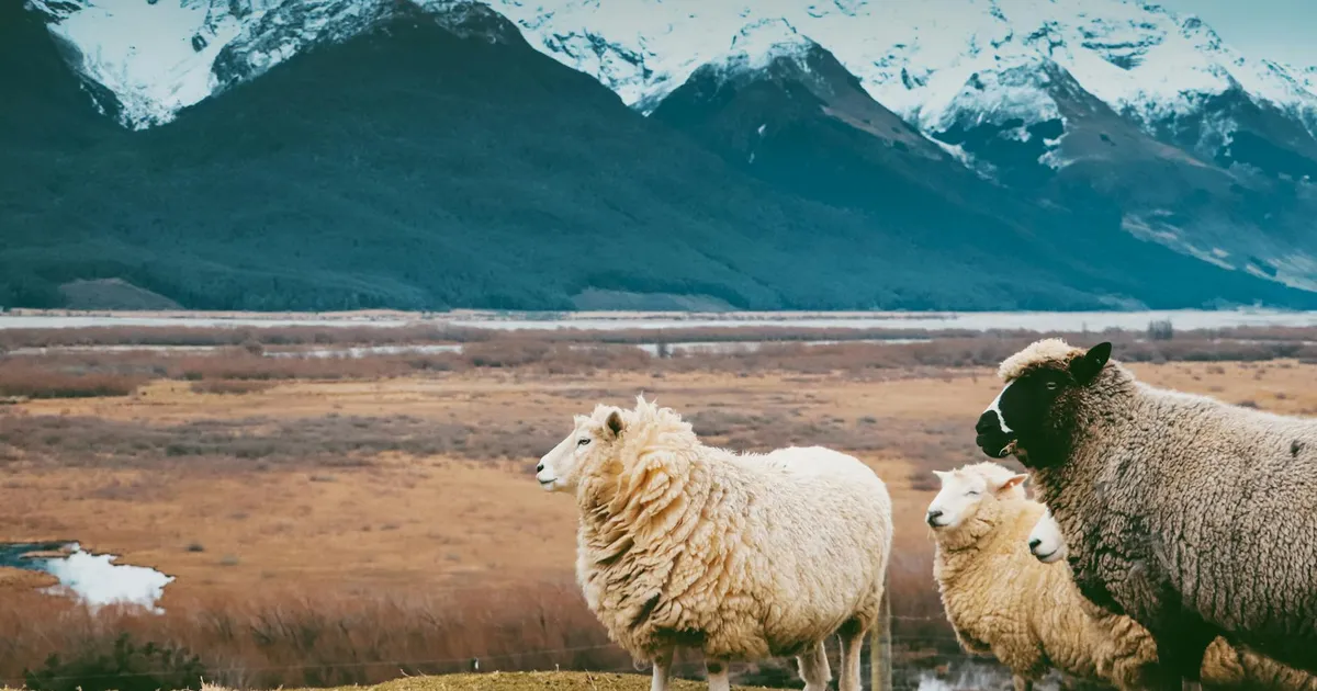 Serene image of sheep grazing in Glenorchy with majestic snow-capped mountains in the background.