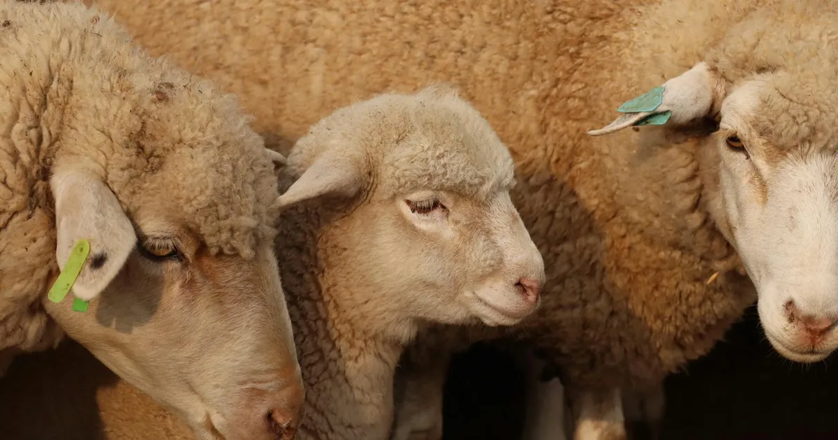 A group of sheep huddled together showing woolly texture and ear tags.