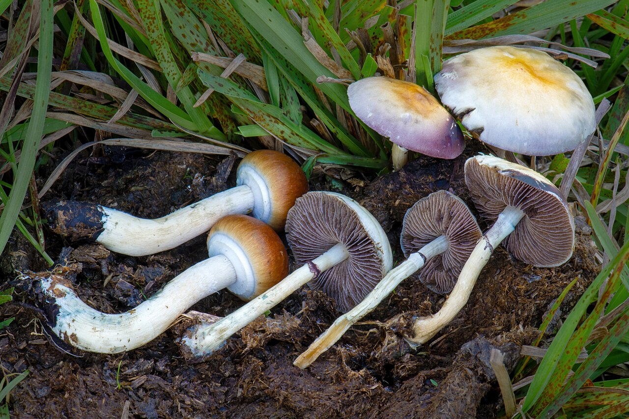 cubensis xalapa