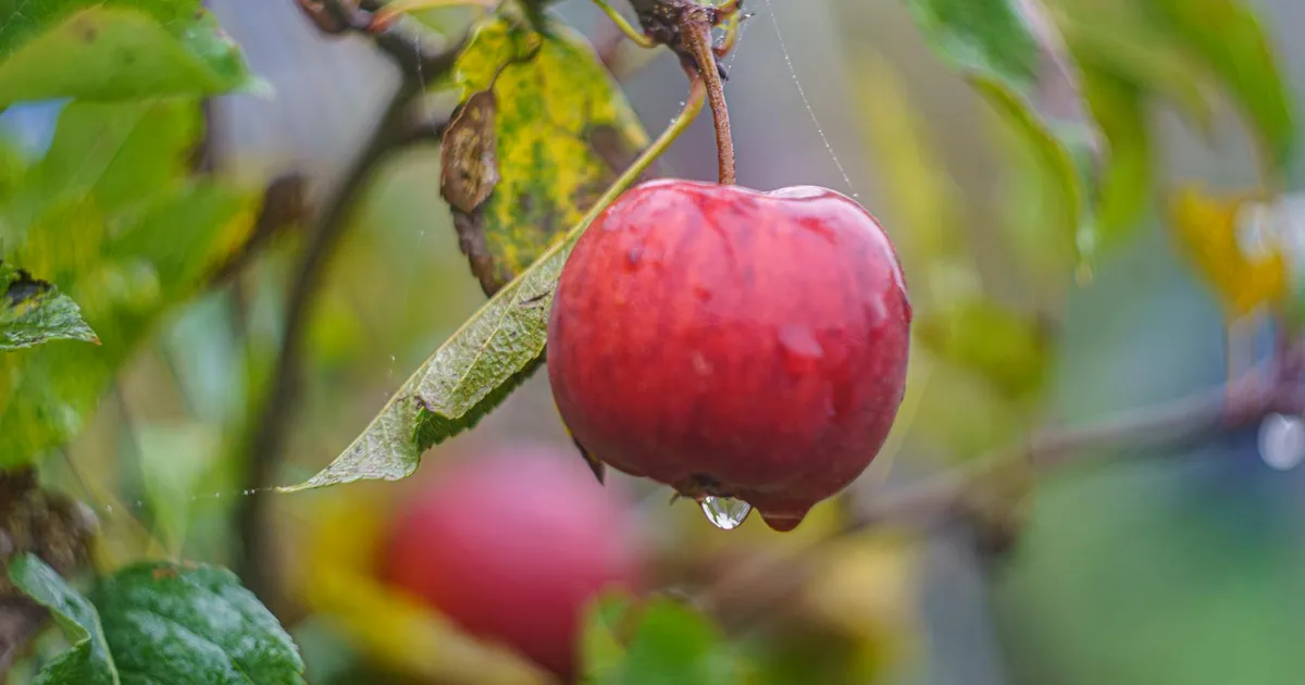 A vibrant red apple with a water droplet on a tree branch, showcasing nature's beauty outdoors.