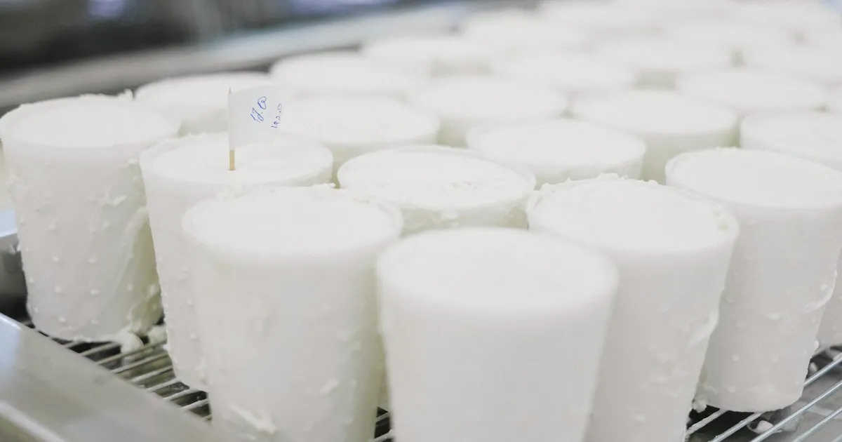 Cheese wheels curing in a dairy factory, showcasing industrial production.