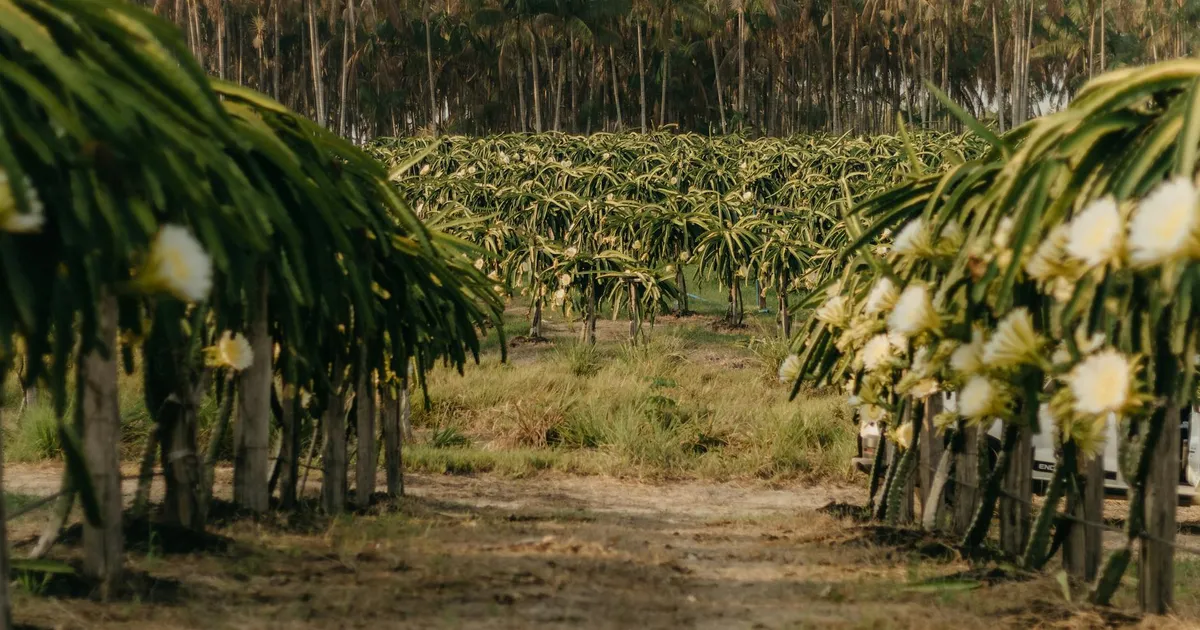 Aerial view of a dragon fruit plantation with blooming flowers amidst tropical palm trees, capturing rural beauty.
