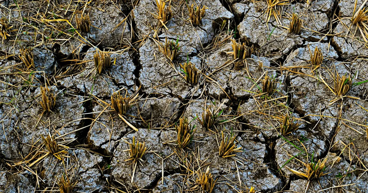 Arid cracked soil with rice stalks in West Java, depicting drought.