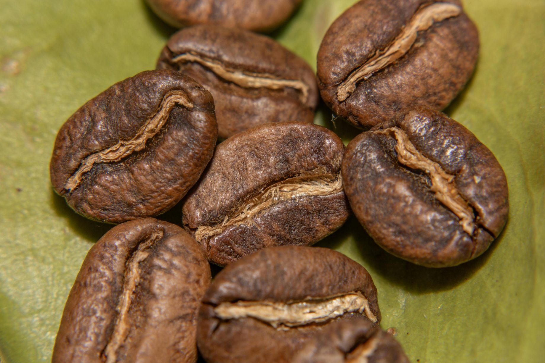 emerging coffee sector looks to unlock export potential in northland regions