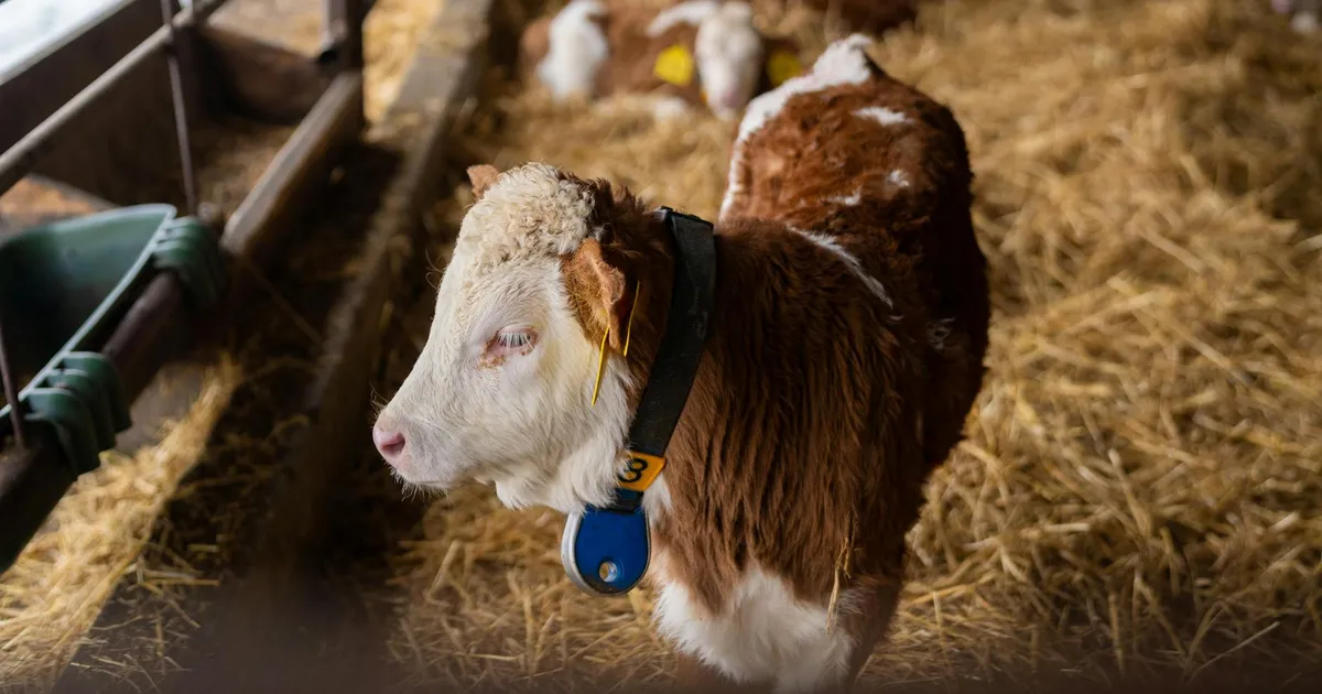 A young calf standing in a barn with straw bedding in Slovakia. Ideal for agriculture themes.