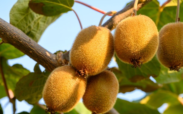 kiwifruit nz