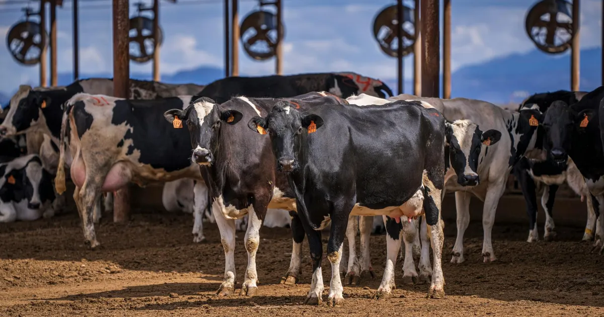 Group of black and white Holstein cows on a dairy farm, sheltered under shade structures.
