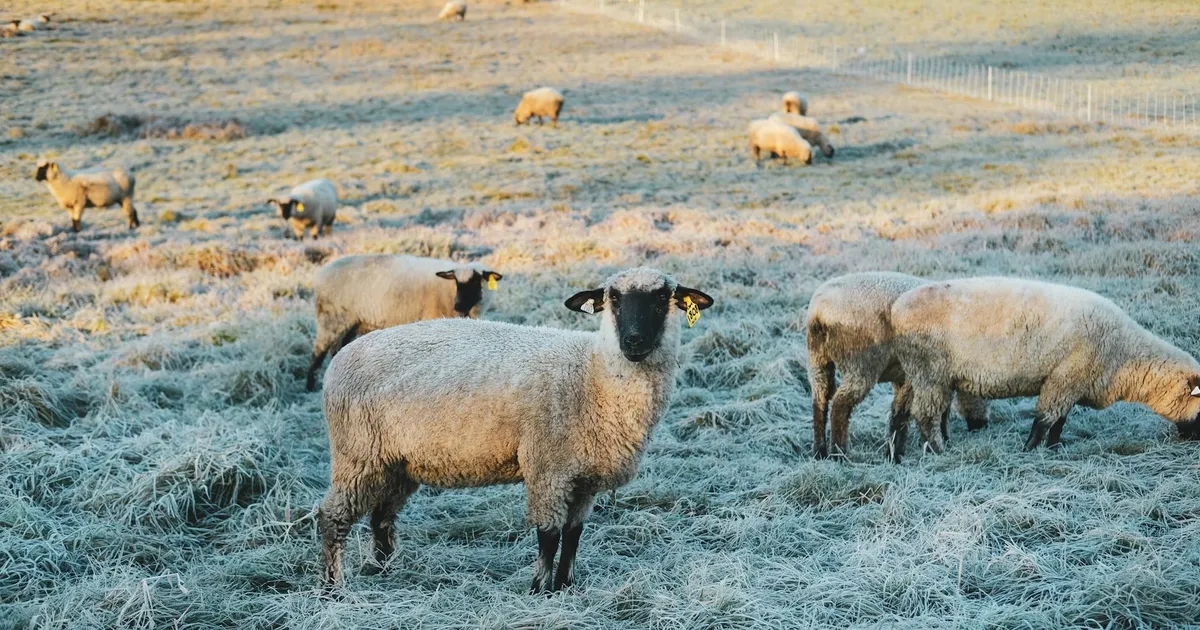 A herd of sheep with ear tags grazing on a frosty meadow under daylight.