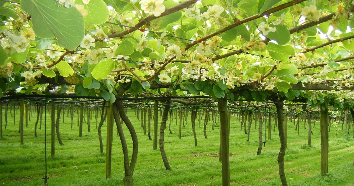 kiwifruit, tepuke, new zealand