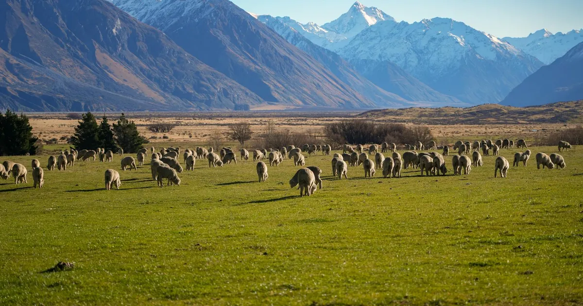 Sheep graze in the stunning landscape of Canterbury Plains with snowcapped mountains in the background.