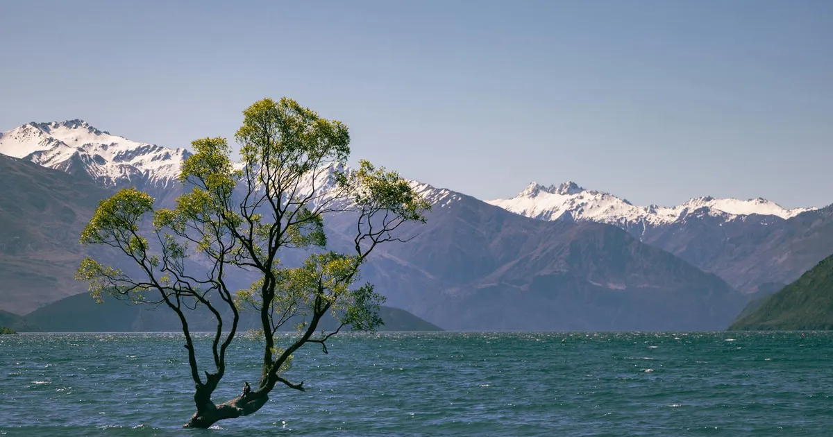 Captivating scene of the famous lone tree in Lake Wānaka with snow-capped mountains as backdrop.