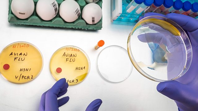 uk rolls out pioneering trial for h5n1 bird flu vaccine