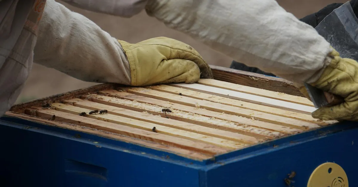 Beekeeper wearing suit and gloves inspecting a hive outdoors, focusing on bee health and honey production.