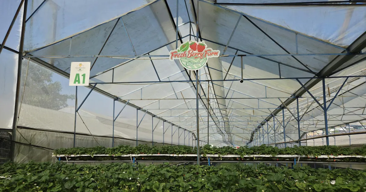 Interior view of an organic greenhouse at Fresh Berry Farm cultivating berries indoors.