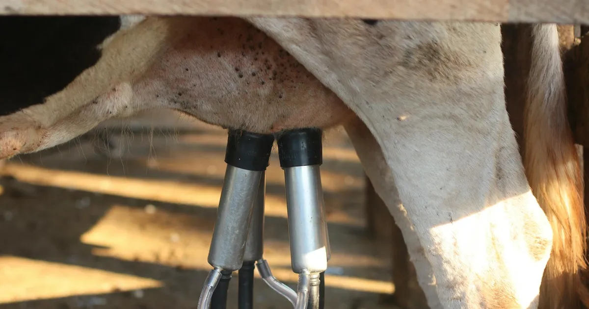 Automated milking machine in action on a dairy cow. Efficient modern farming.