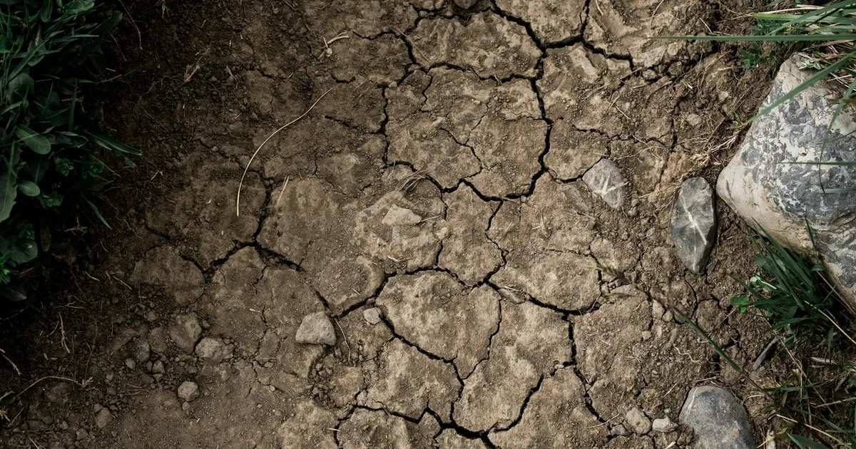 Close-up of dry, cracked earth with stones and minimal green plants. Natural texture.