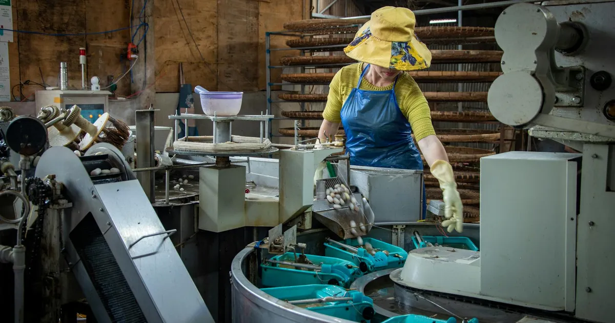 Woman in an apron and hat operates machinery on a production line in a factory setting.