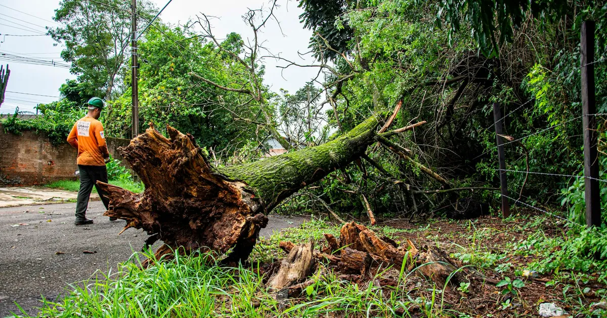 Worker clearing fallen tree on street after storm in Londrina, Brazil.