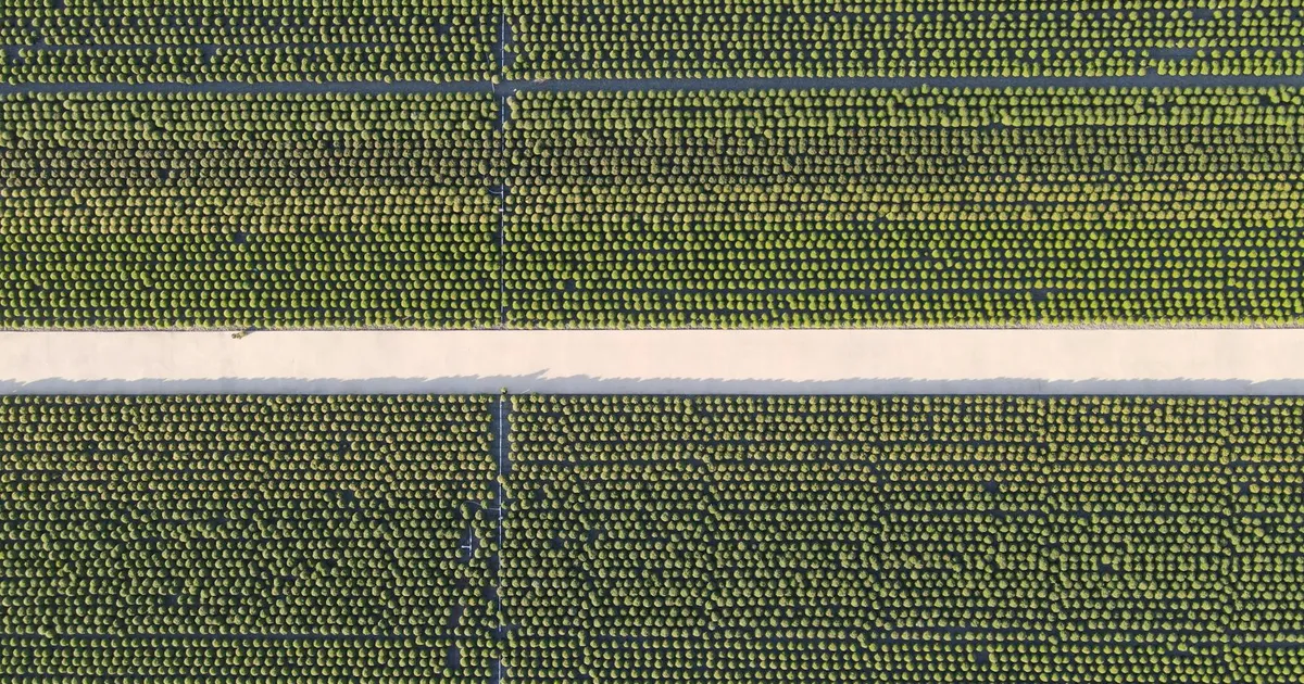 Top-down aerial view of orderly agricultural fields in Virginia showcasing precision farming techniques.