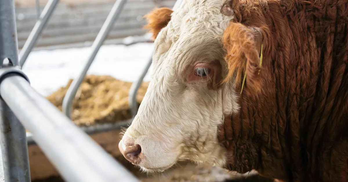 Portrait of a Hereford cow in a Slovakian farm setting. Focused on the animal's side profile.
