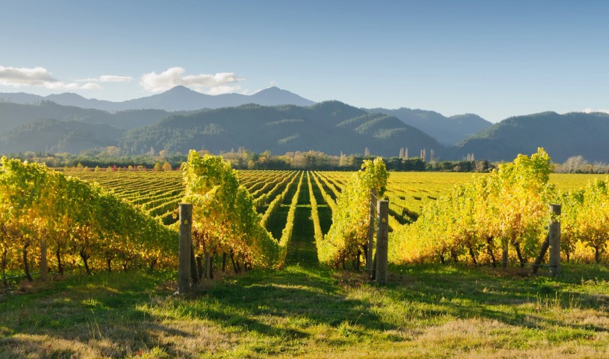 wine nz 2