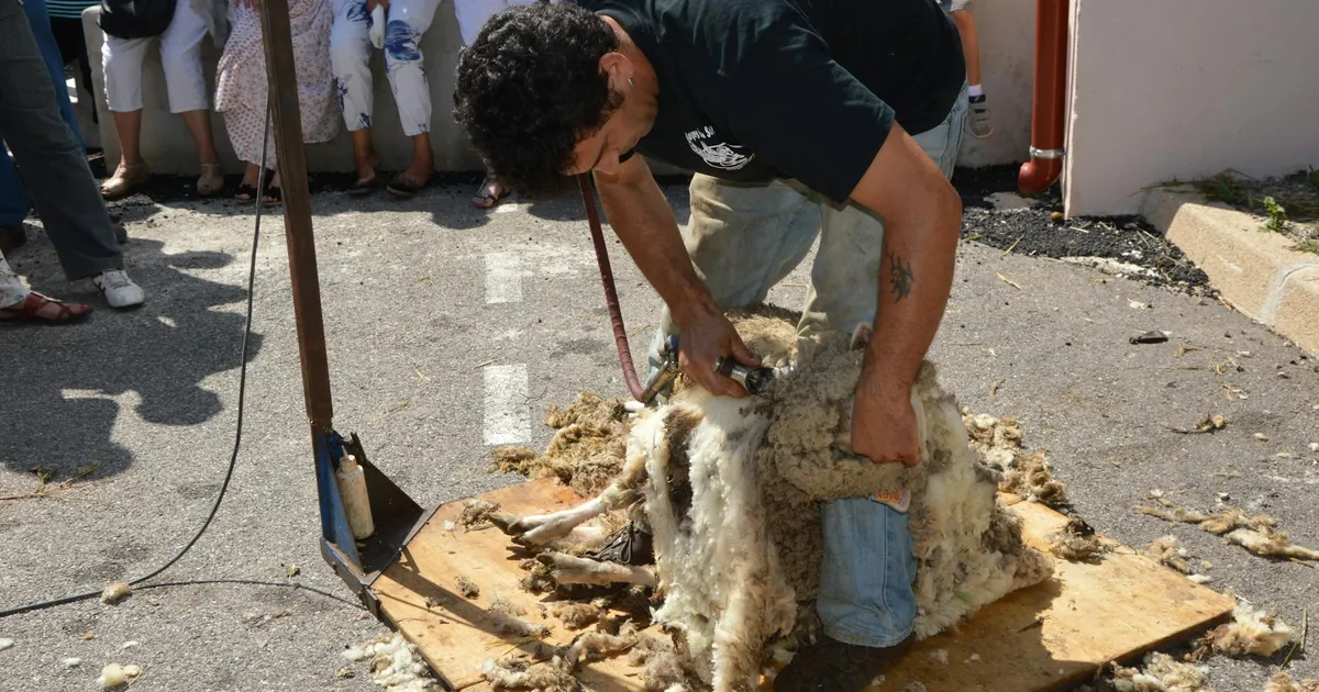 A man shearing a sheep outdoors at a lively rural livestock event with spectators.