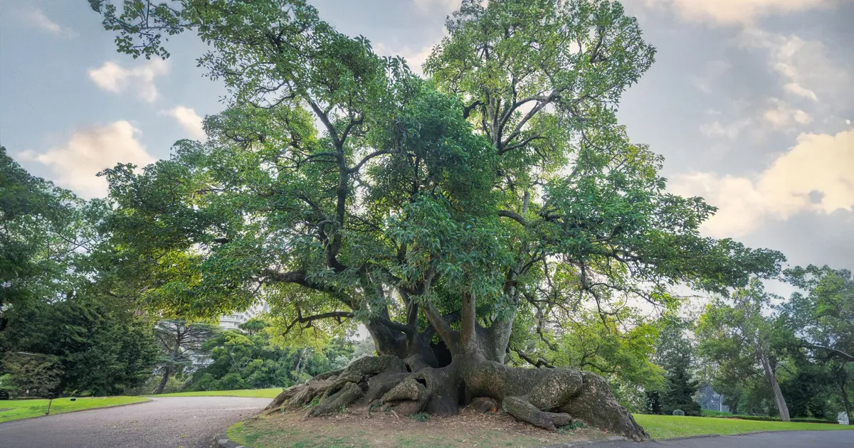 A stunning old tree in an Auckland park, surrounded by lush greenery and a winding road.