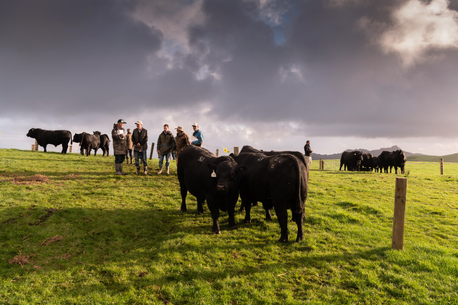 documentary coverage of the angus nz east coast bulls sales 2020.