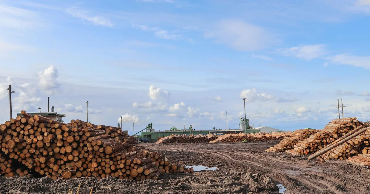 Piles of wooden logs at an outdoor timber yard under a clear blue sky.