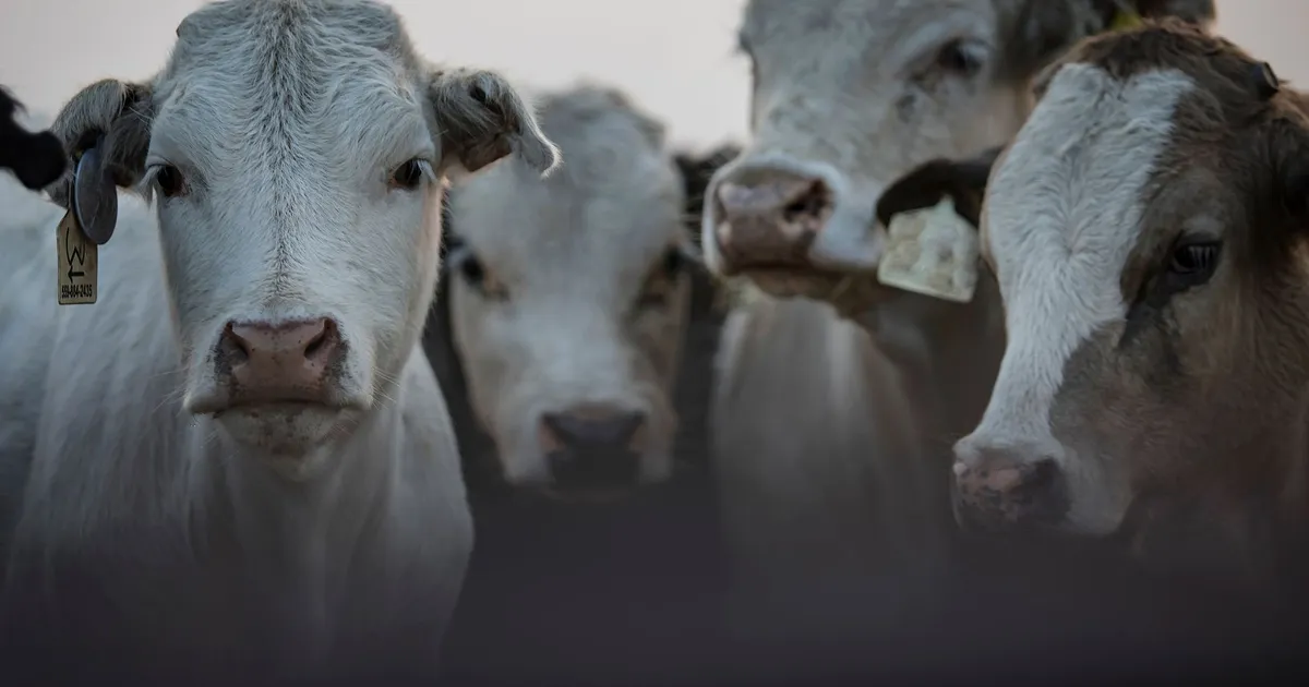 A close-up view of a herd of cattle with ID tags in a farm setting, showcasing agriculture.