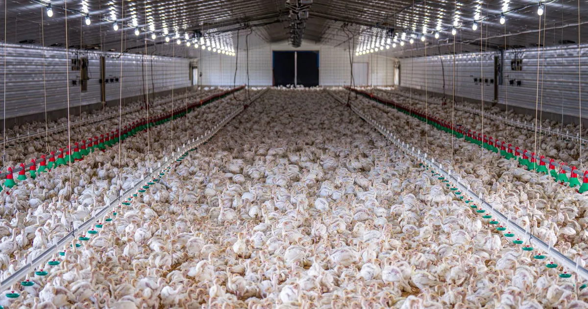 A large flock of chickens inside a modern poultry farm facility.