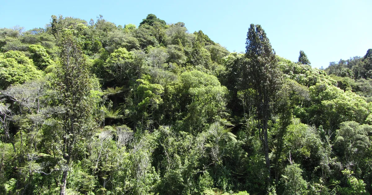 Native forested hillside (6709235851)
