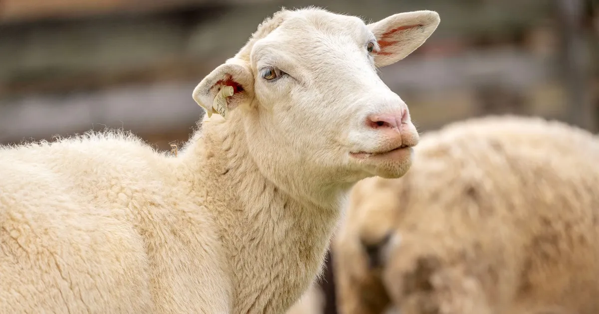 A close-up of a sheep with a curious expression in a rural farm setting.