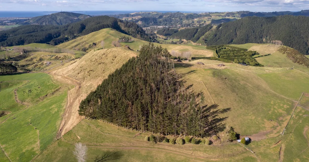 Stunning aerial view of Tauranga's lush hills and dense forest, capturing New Zealand's natural beauty.