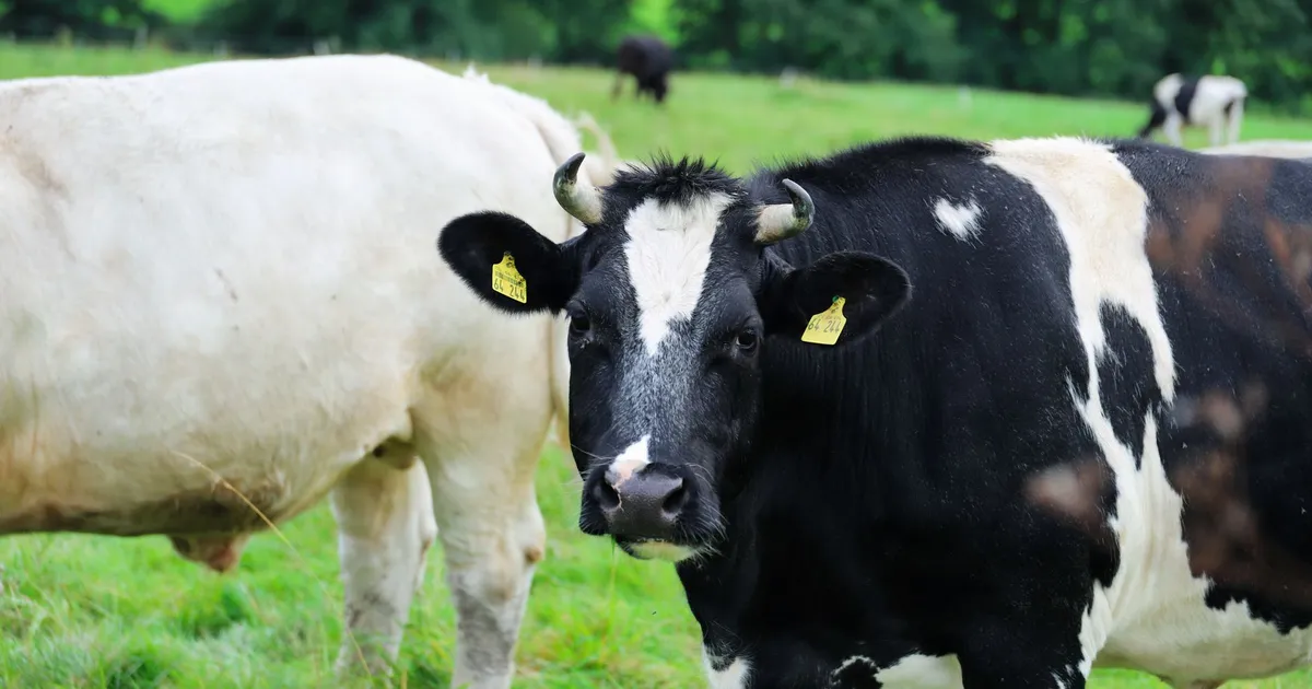 Holstein dairy cows grazing in a lush rural meadow, showcasing pastoral farming life.