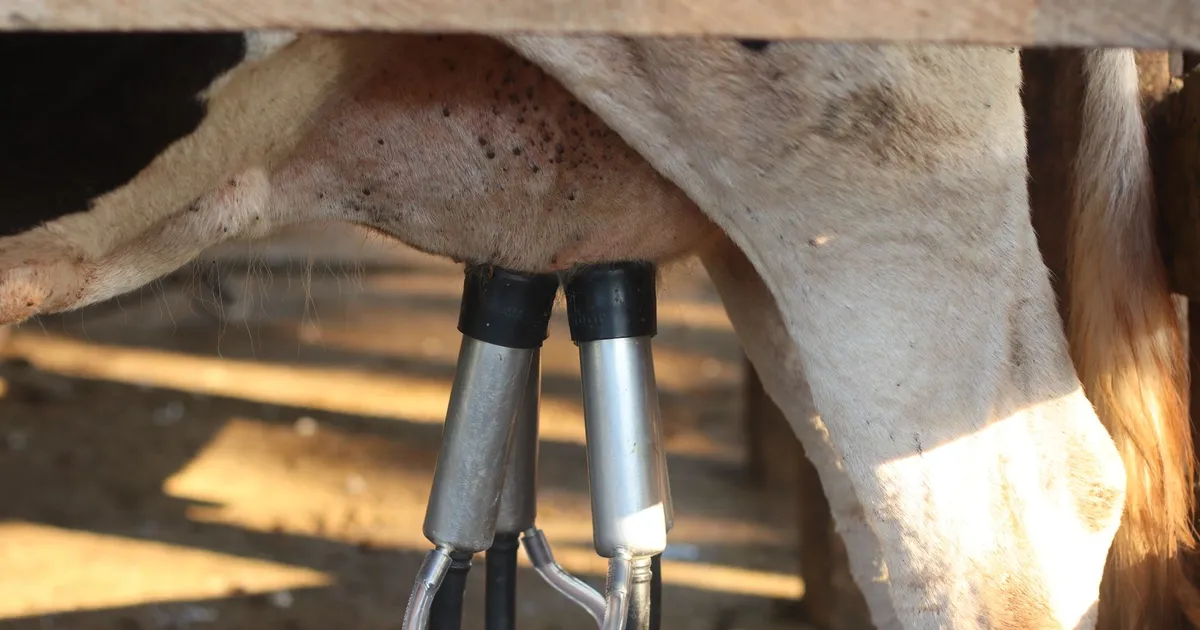 Automated milking machine in action on a dairy cow. Efficient modern farming.