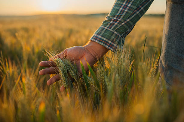 government backs next generation of farmers with nz young farmers funding boost