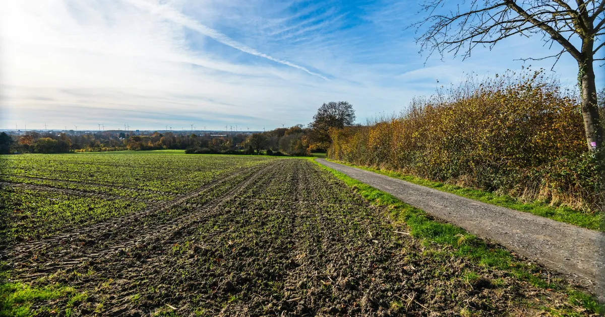 A serene autumn countryside scene with a dirt path and fields under a bright blue sky.