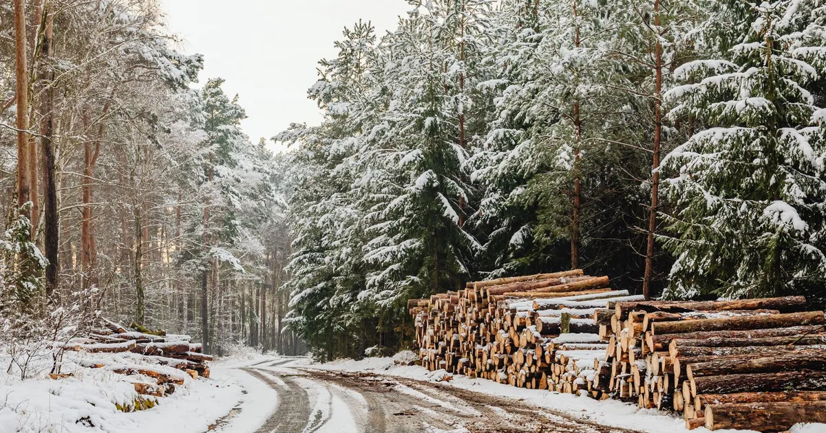 Scenic winter landscape with snow-covered pine trees and stacks of logs alongside a snowy road.