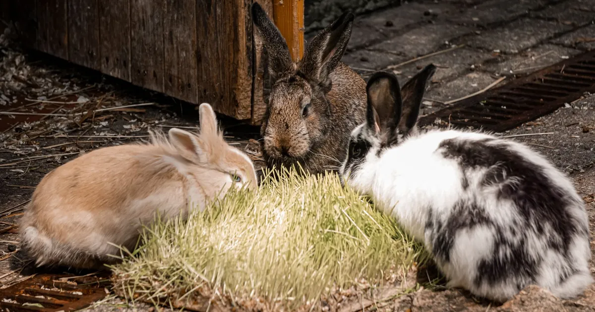 Three cute rabbits enjoying fresh grass in a farm setting, showcasing natural wildlife behavior.