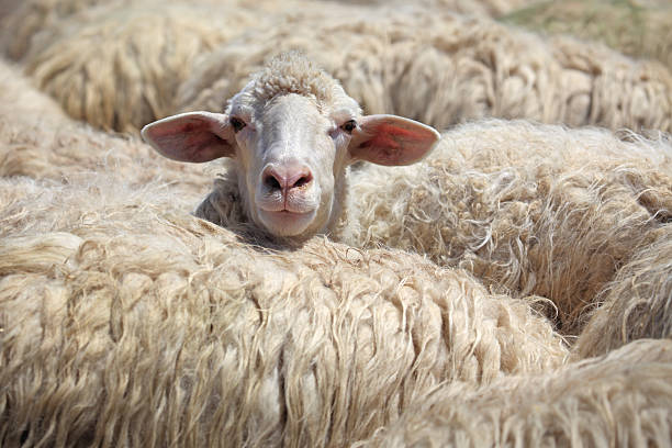 strong wool and meat prices reward farmers after years of hardship