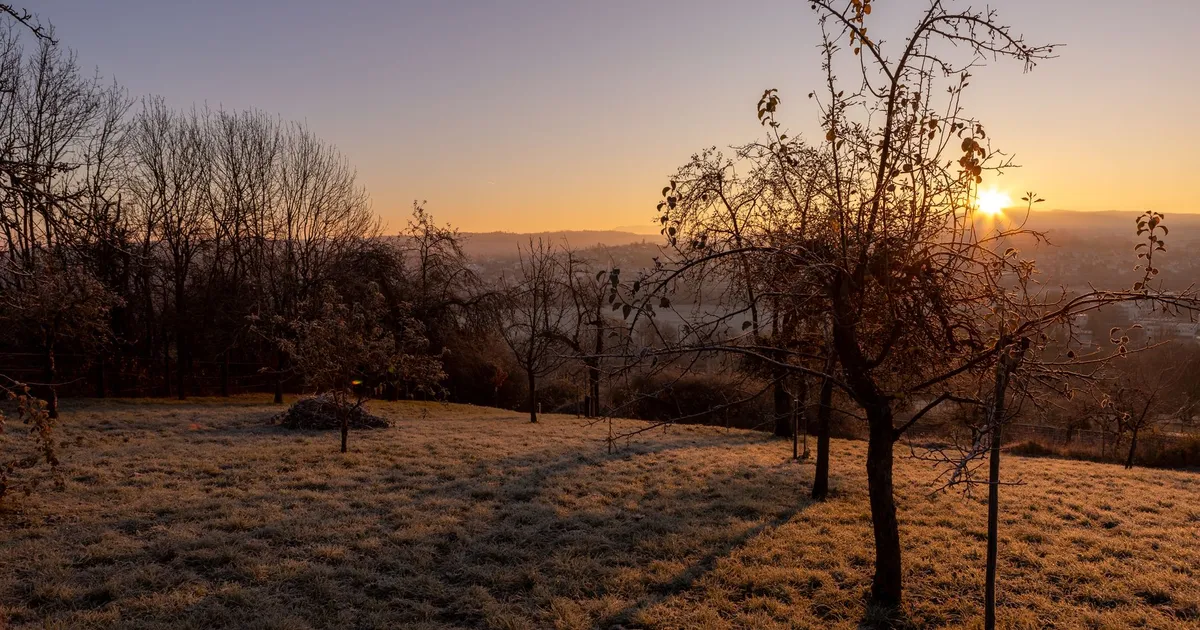 Captivating sunrise over a frost-covered winter orchard with bare trees and serene landscape.